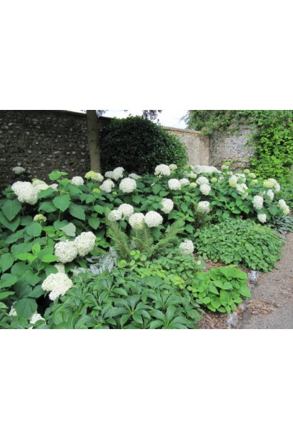 Гортензія Грандіфлора живопліт